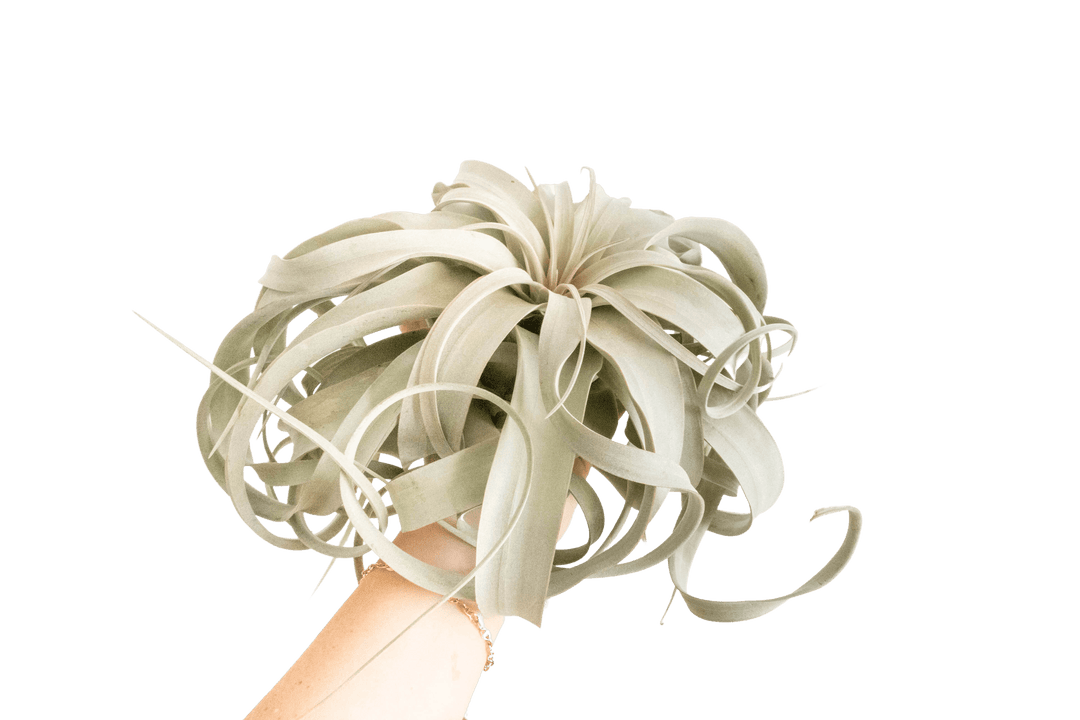 Whole Jumbo Sized Tillandsia Xerographica Air Plants – Air Plant Shop Whole Jumbo Sized Tillandsia Xerographica Air Plants – Air Plant Shop