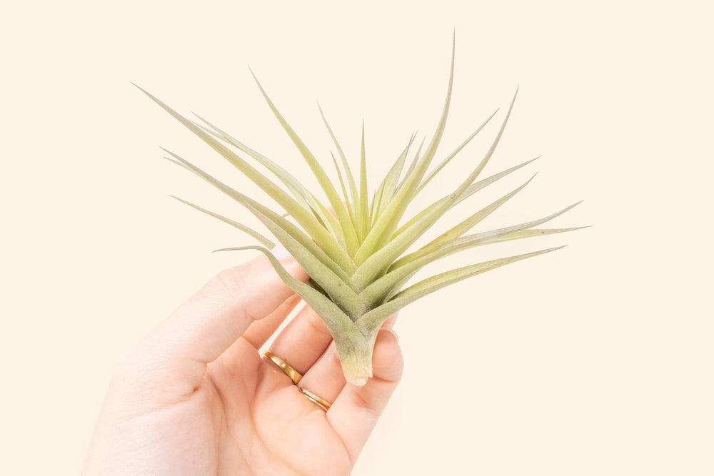 hand holing a tillandsia aeranthos air plant