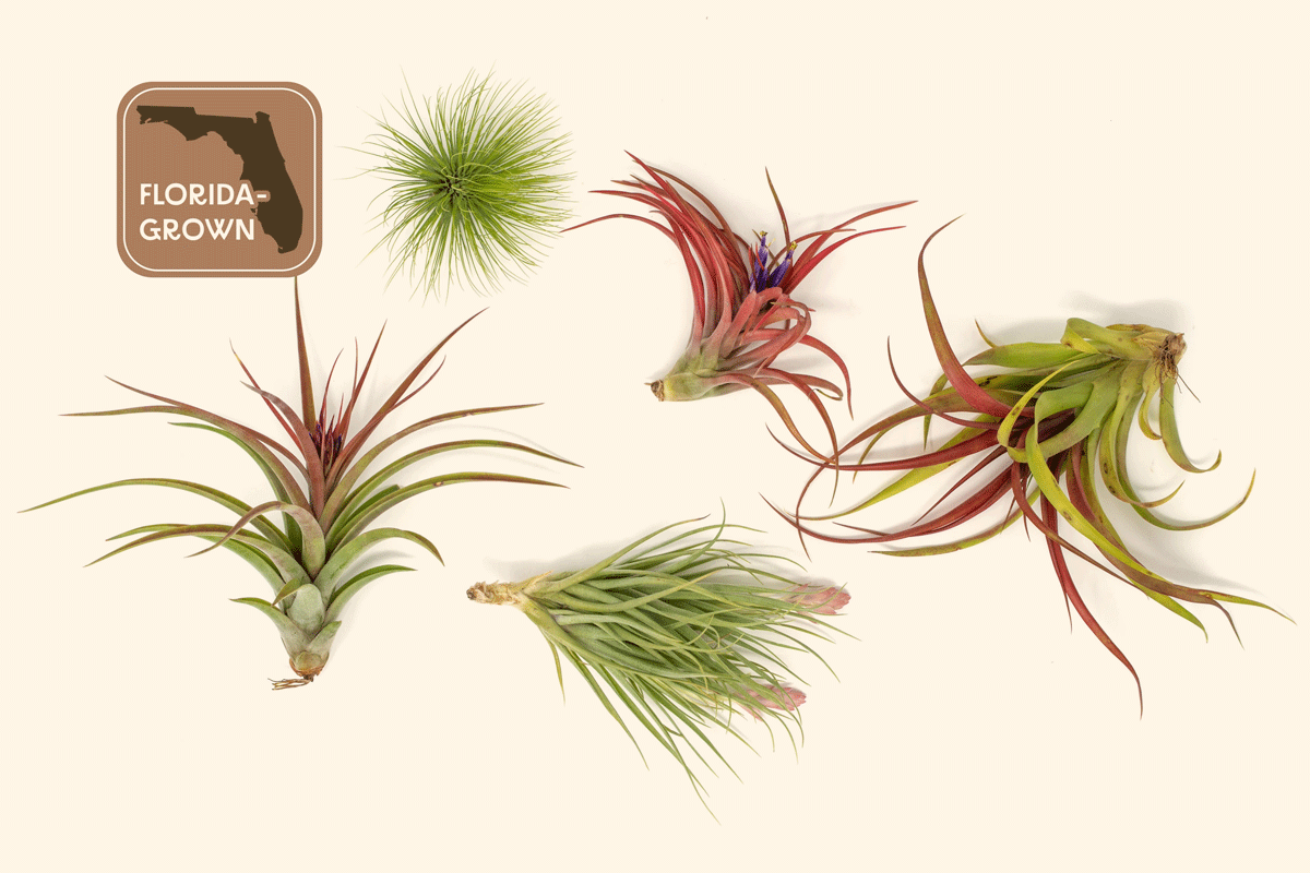 Exotic Florida-Grown Collection of Tillandsia Air Plants - Thumbnail 2