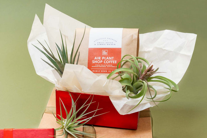 gift boxed air plant shop coffee bag surrounded by tillandsia air plants