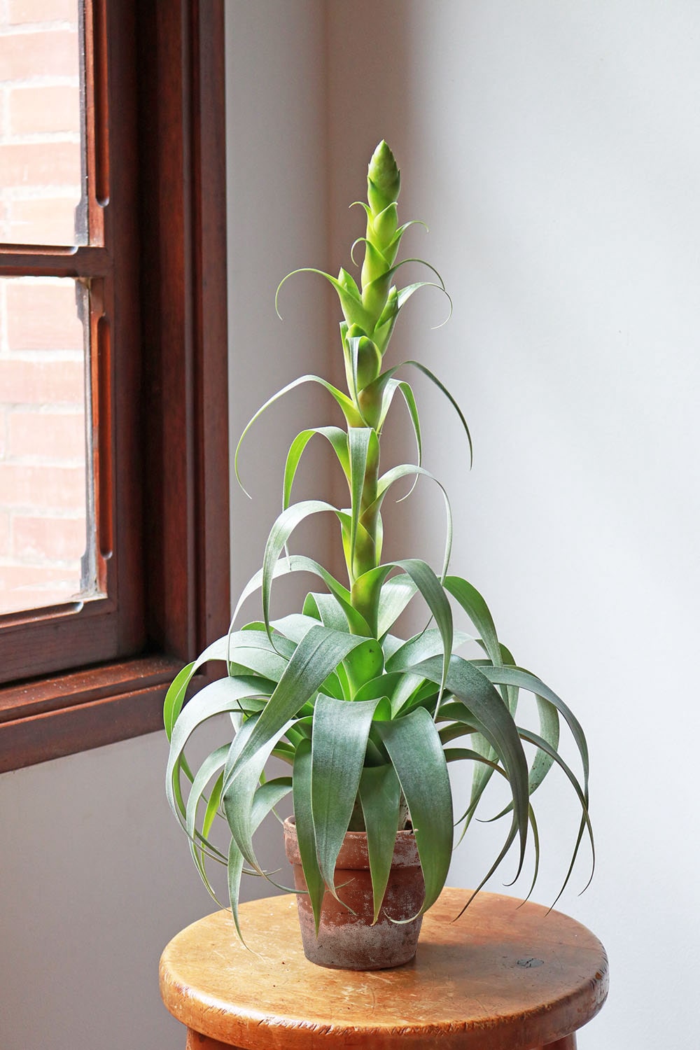 m*c様 Tillandsia brachyphylla Bromeliads in Australia - Tillandsia brachyphylla