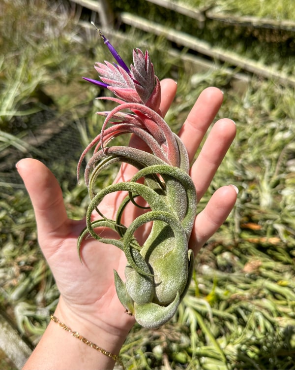 hand holding a tillandsia seleriana air plant with beautiful pink bloom spike with purple flowers