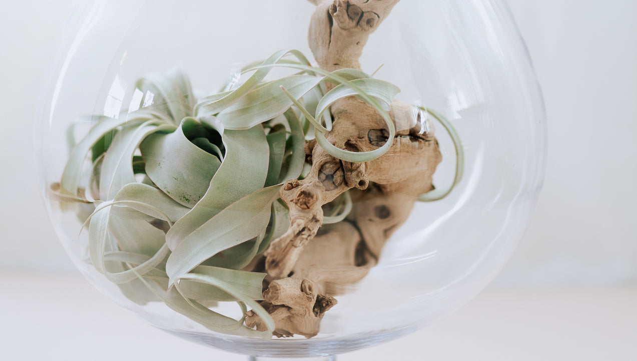 tillandsia xerographica air plant and grapevine wood in a large glass terrarium