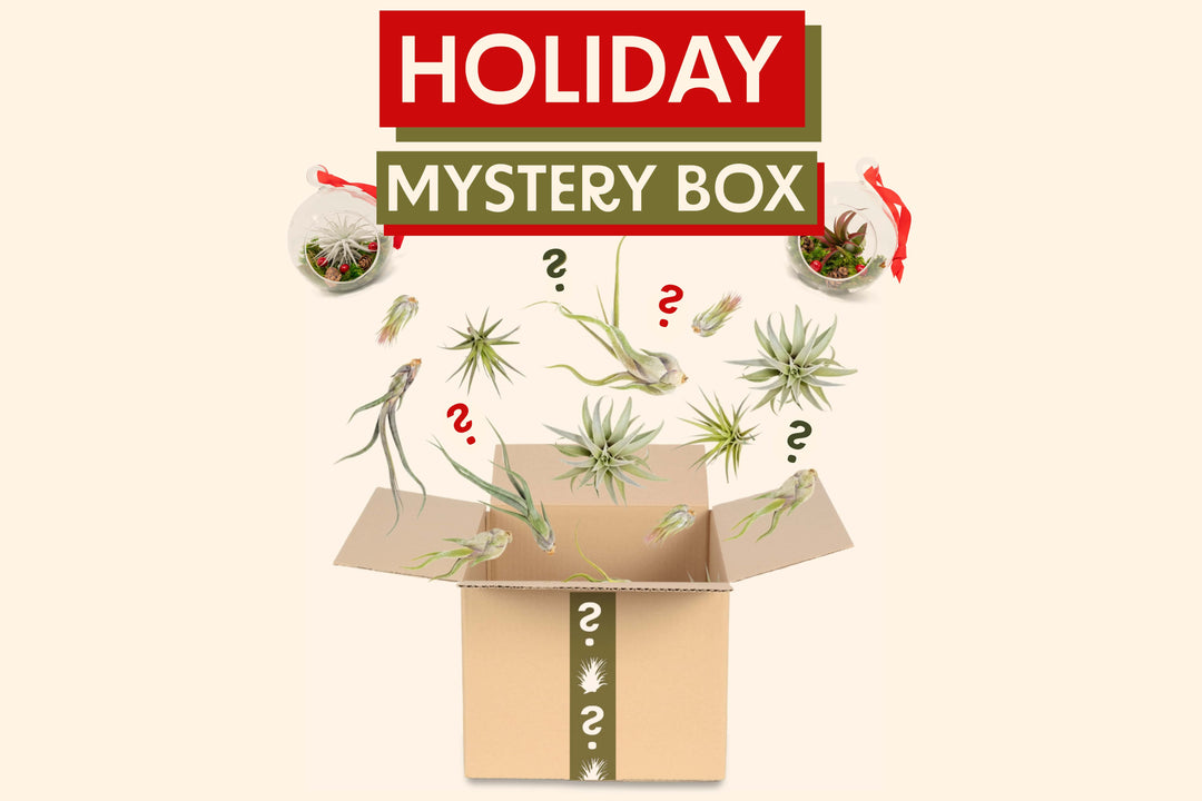 Cardboard box with assorted tillandsia and two terrariums coming out of the top