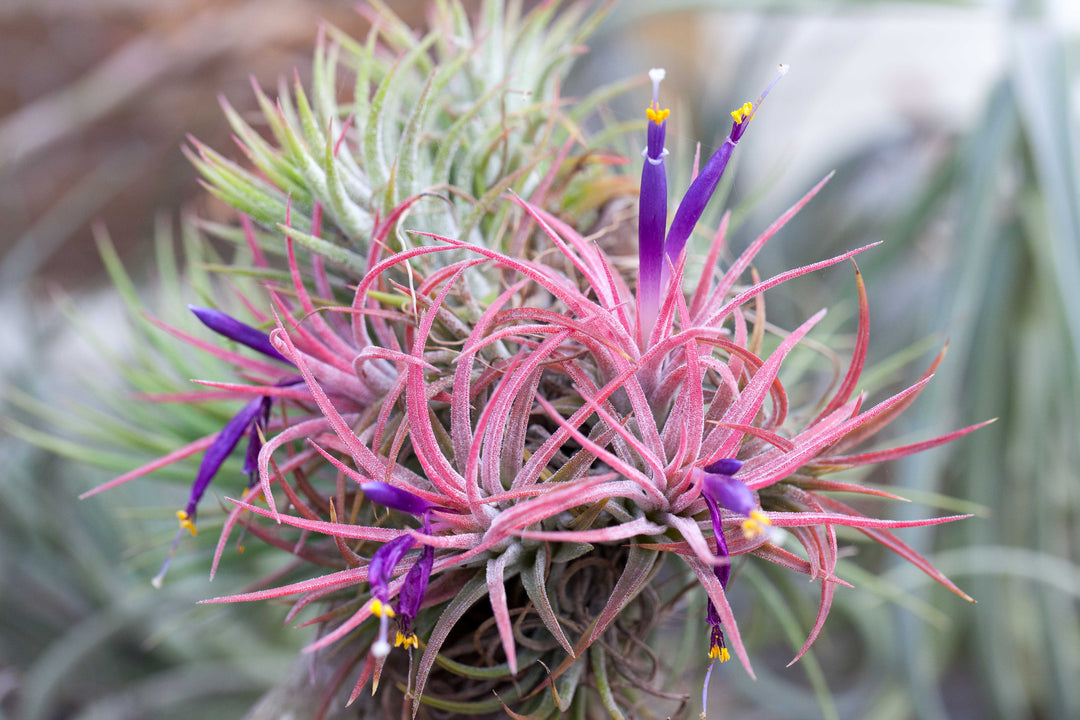 blooming Tillandsia Air Plants Ionantha Rubra Clump Cluster