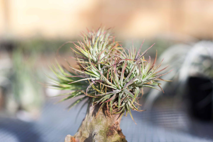 Tillandsia Air Plants Ionantha Rubra Clump Cluster