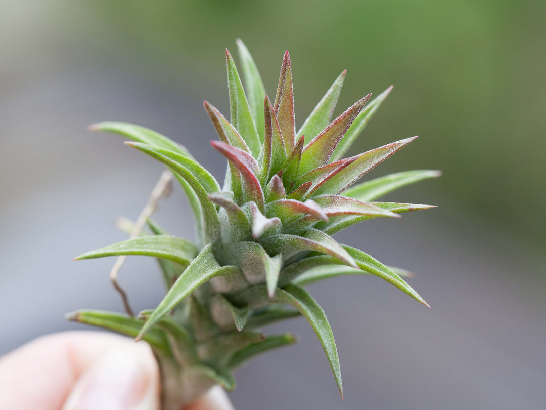 Tillandsia Ionantha Vanhyningii Air Plant [Single Plant]