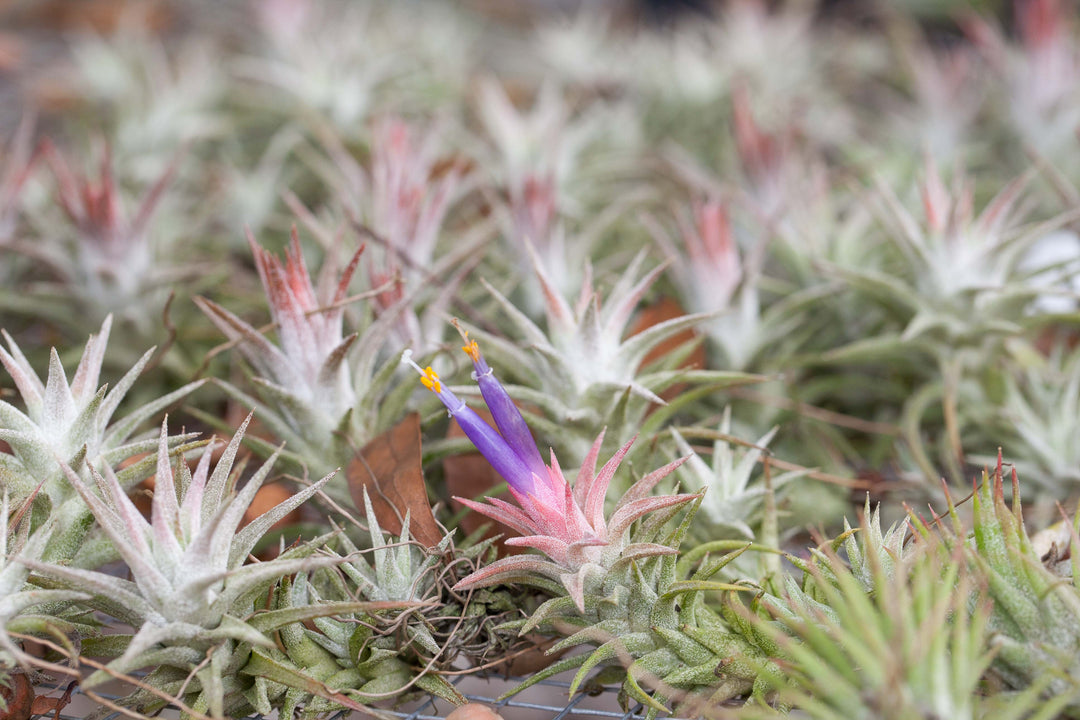 Wholesale: Tillandsia Ionantha Vanhyningii Air Plant [Min Order 12]