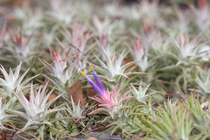 Tillandsia Ionantha Vanhyningii Air Plant [Single Plant]