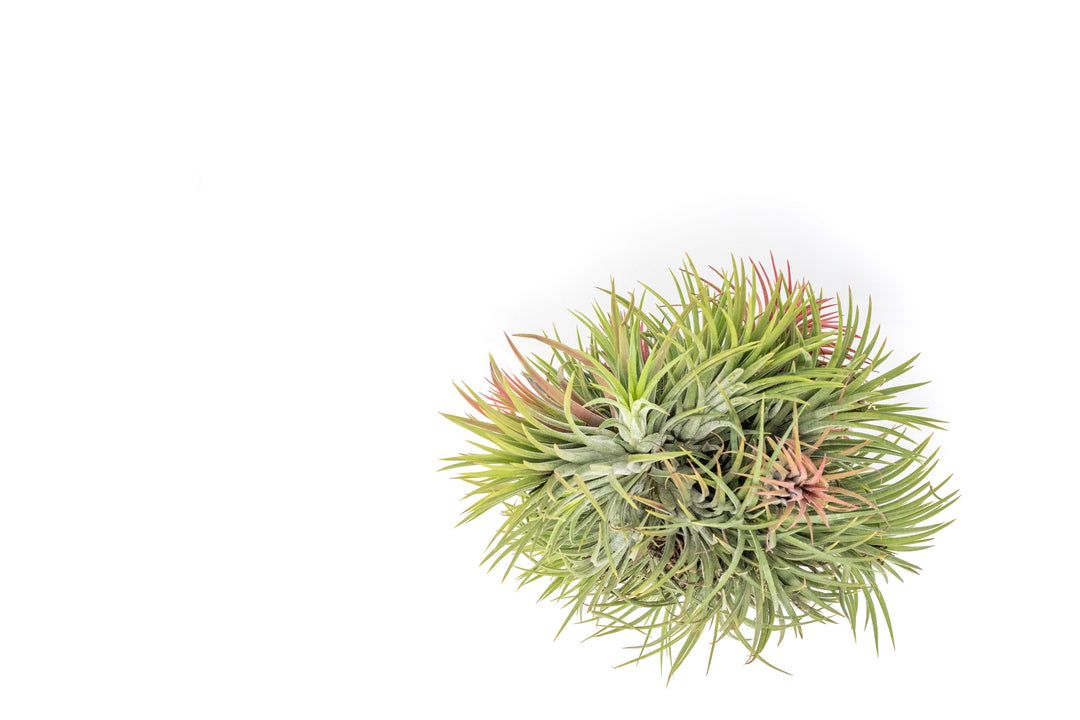 Wholesale: Tillandsia Ionantha Rubra Hanging Clusters with String for Hanging [Min Order 12]