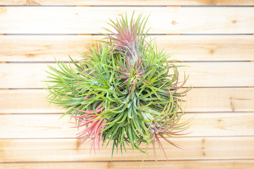 Wholesale: Tillandsia Ionantha Rubra Hanging Clusters with String for Hanging [Min Order 12]