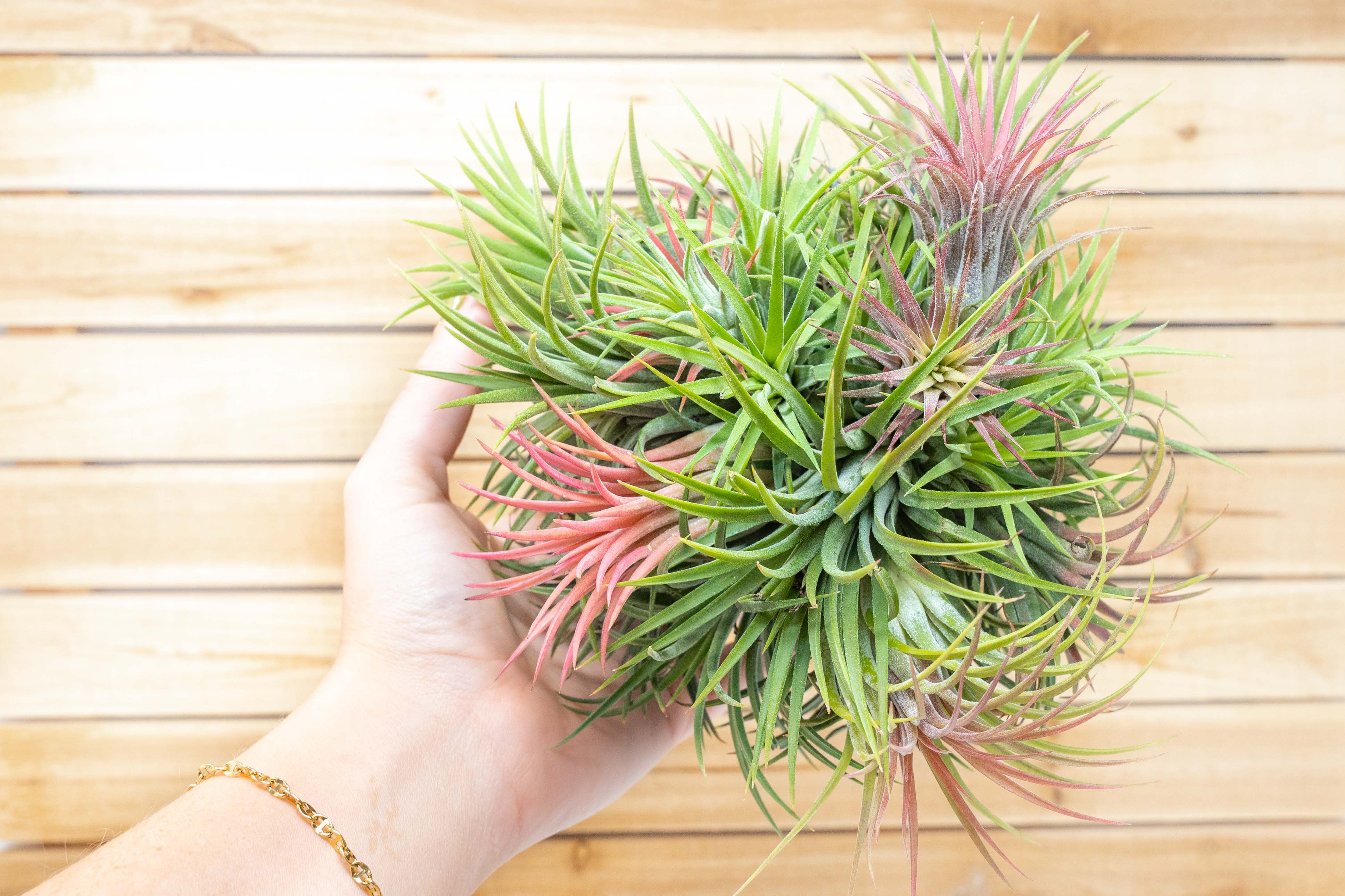 Tillandsia Ionantha Rubra Hanging Clusters with Hook for Hanging