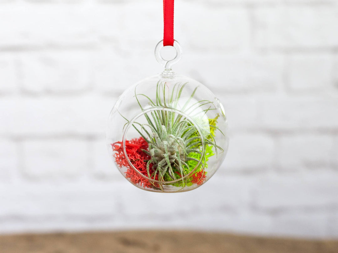 Mini Jolly Terrarium with Tillandsia Ionantha Air Plant