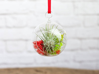 Air Plant Displays & Gifts