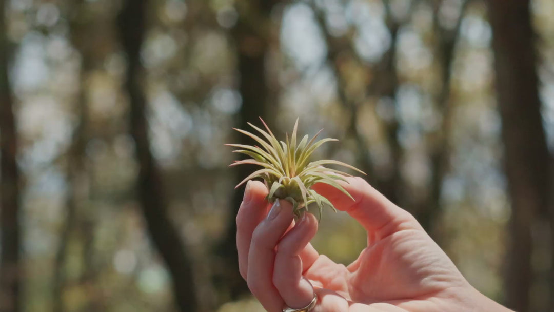 Tillandsia Ionantha Mexican Air Plants [Single Plant]