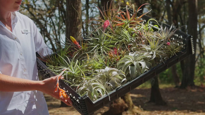 tray of assorted blooming tillandsia air plants