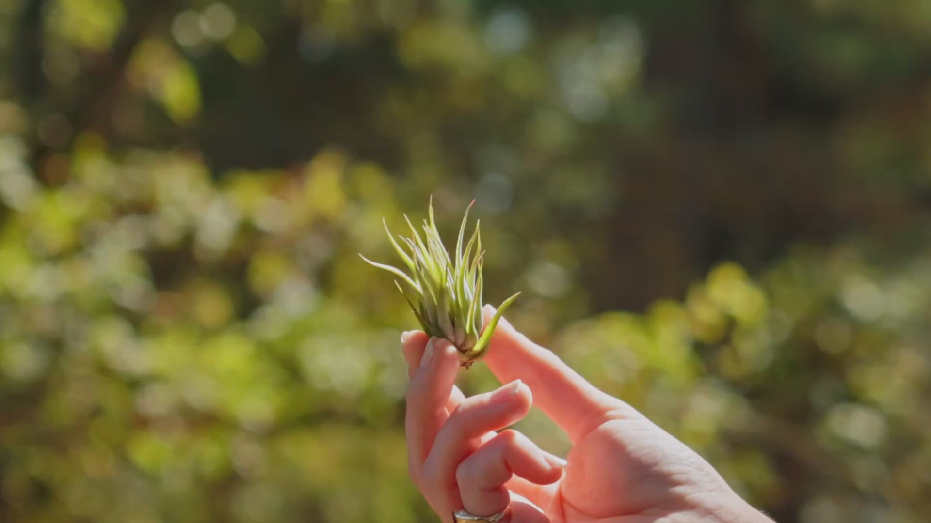 Tillandsia Ionantha Vanhyningii Air Plant [Single Plant] – Air