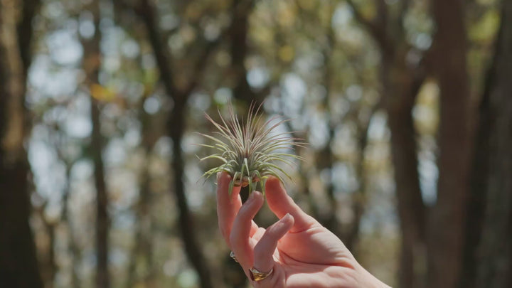 tillandsia ionantha guatemala air plant video 