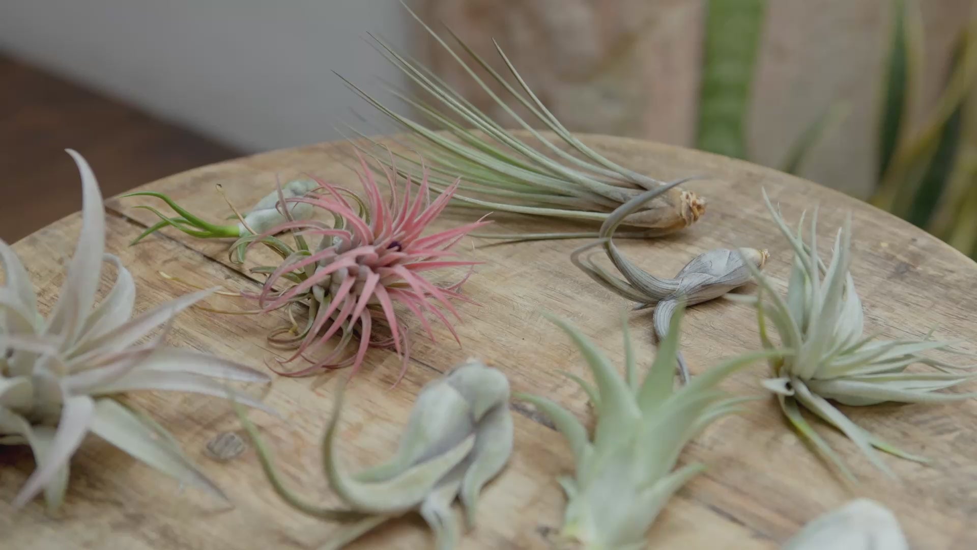 Beginner Friendly Tillandsia Air Plants – Air Plant Shop