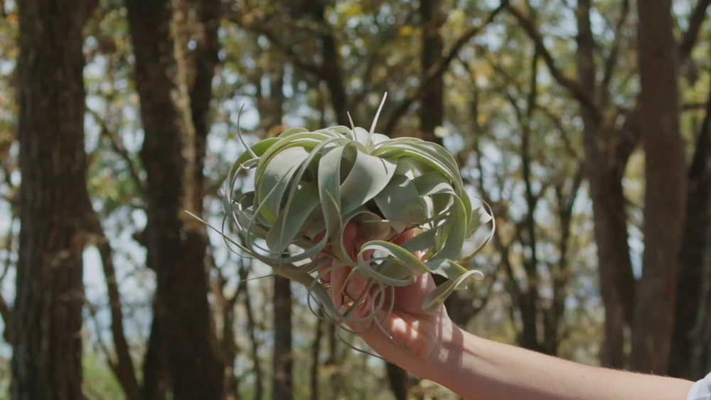 Tillandsia Xerographica Air Plant Video Loop