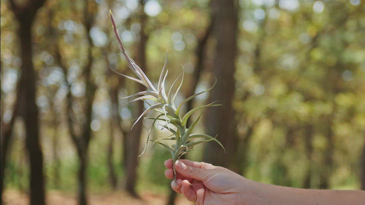 tillandsia albdia air plant video looop