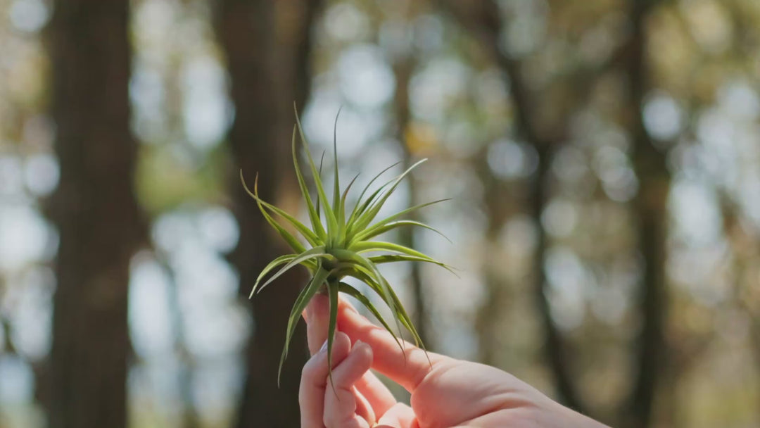 Tillandsia Tenuifolia Air Plants [Single Plant]
