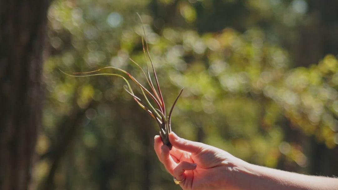 $1.50 Black Friday Deal: Tillandsia Butzii Air Plants $1.50 Each [10, 20 or 30 Pack]