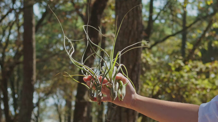 Wild Things Collection of Tillandsia Air Plants [6 Pack]