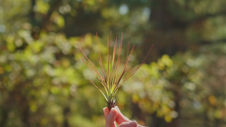 Tillandsia Juncifolia Air Plants [3 Pack]