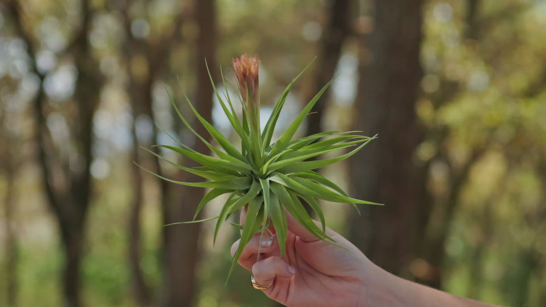 Tillandsia Cuicatlán Air Plant - Collector's Variety Tillandsia
