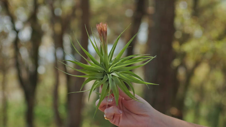 Tillandsia Cuicatlán Air Plant - Collector's Variety Tillandsia