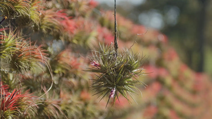 Wholesale: Tillandsia Tenuifolia Air Plant Clumps [Min Order 12]