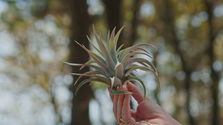 Sale: 70% Off - Tillandsia Harrisii Air Plants [20, 30 or 50]