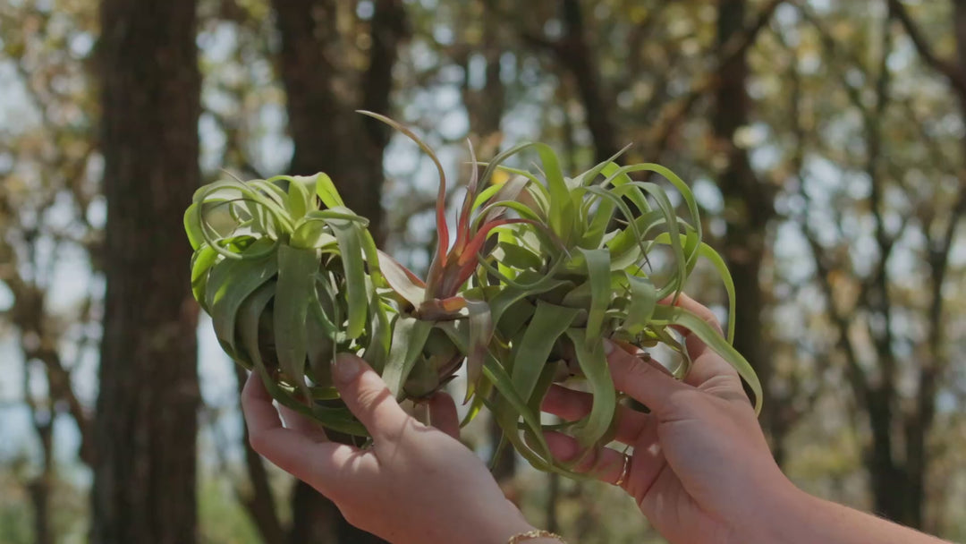 Tillandsia Streptophylla Pure Air Plants - Collector's Variety [Single Plant]