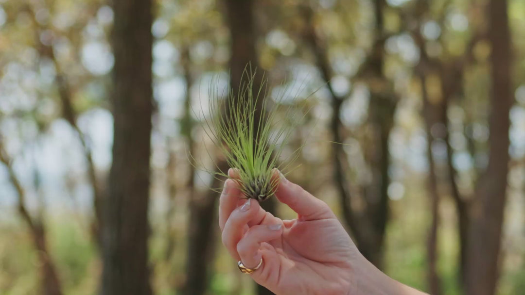 Wholesale: Tillandsia Filifolia Air Plants [Min Order 12]