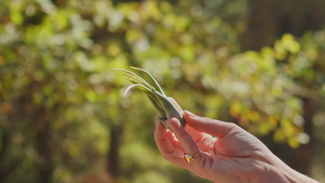 Tillandsia Circinata 'Paucifolia' Air Plants [Single Plant]