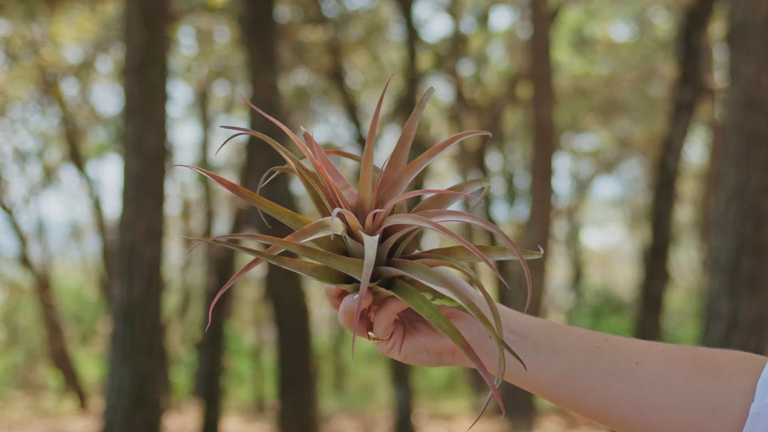 Tillandsia Capitata Peach Air Plants [3 Pack]
