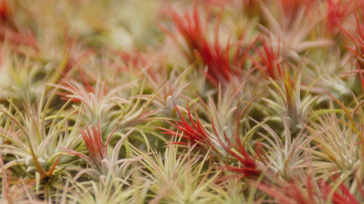 scaposa air plant Large Tillandsia Ionantha Scaposa Air Plants – Air Plant Shop