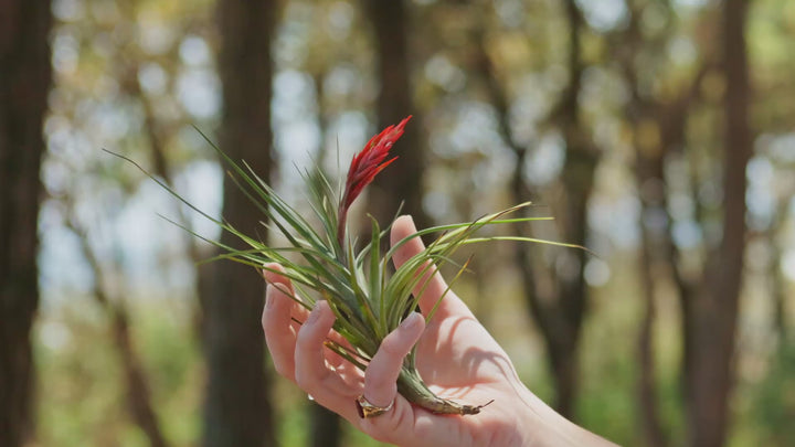 tillandsia Murorum air plant video montage