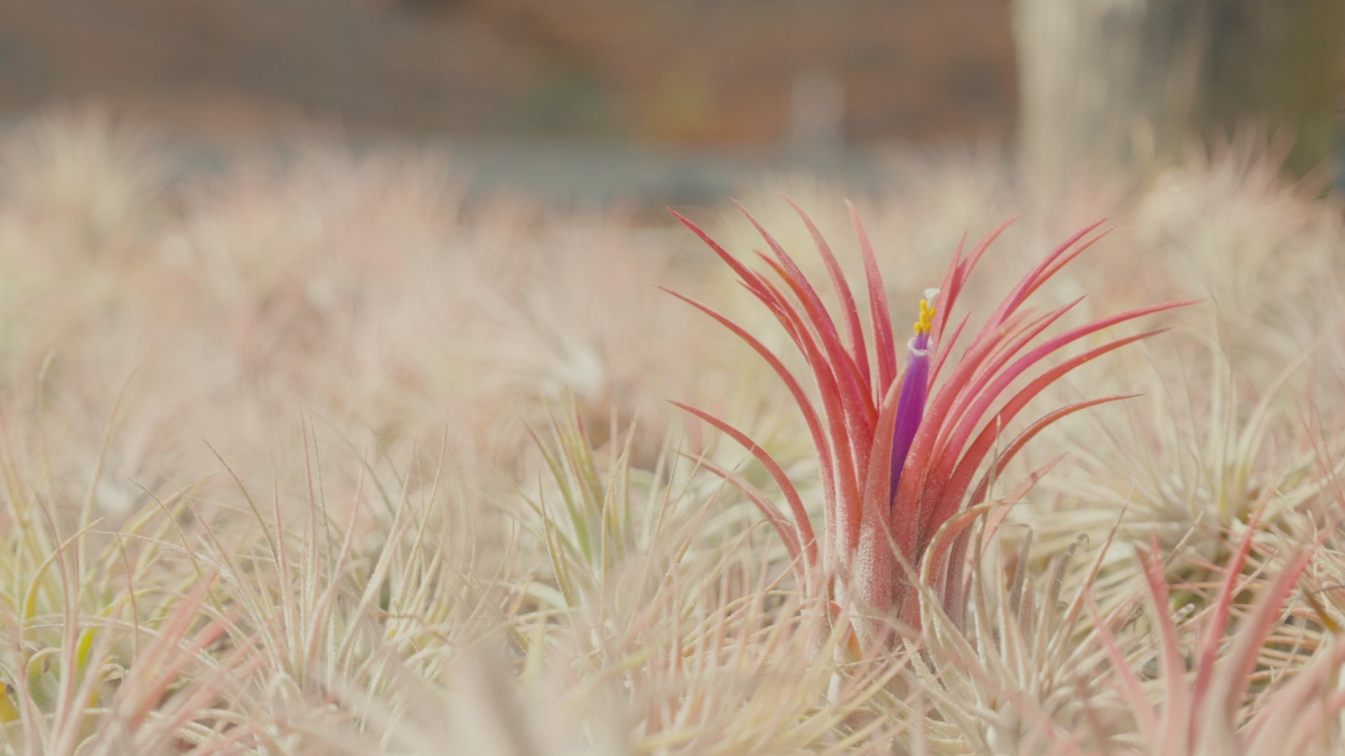 Wholesale Tillandsia Pruinosa Air Plants – Air Plant Shop
