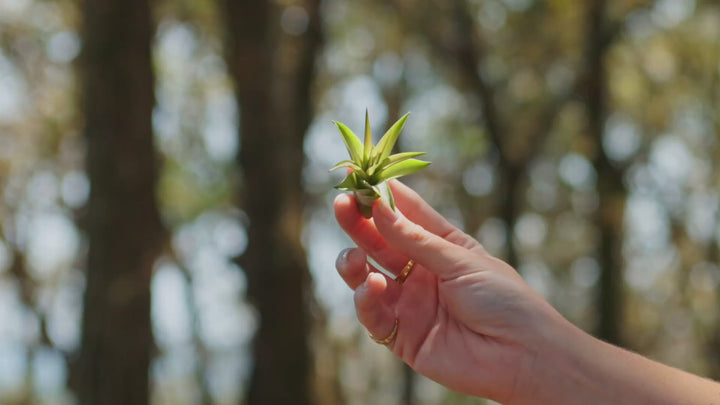 Wholesale Special: Tillandsia Classic Collection Air Plants [Min Order 36]