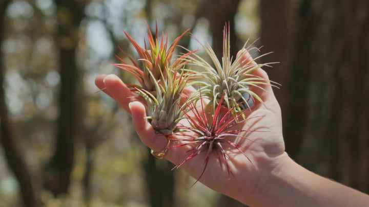$1.50 Black Friday Deal: Tillandsia Ionantha Variety Air Plants $1.50 Each [10, 20 or 50 Pack]