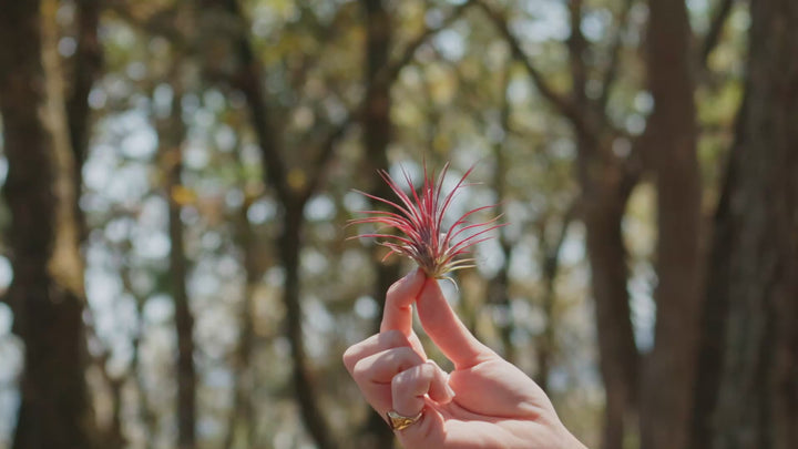 Tillandsia Ionantha Fuego Air Plants [Single Plant]