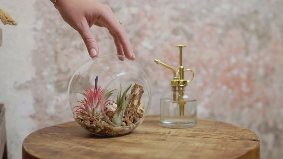 $12 Black Friday Deal: 5.5 Inch Glass Terrarium with Two Open Ends - Glass Terrarium Only