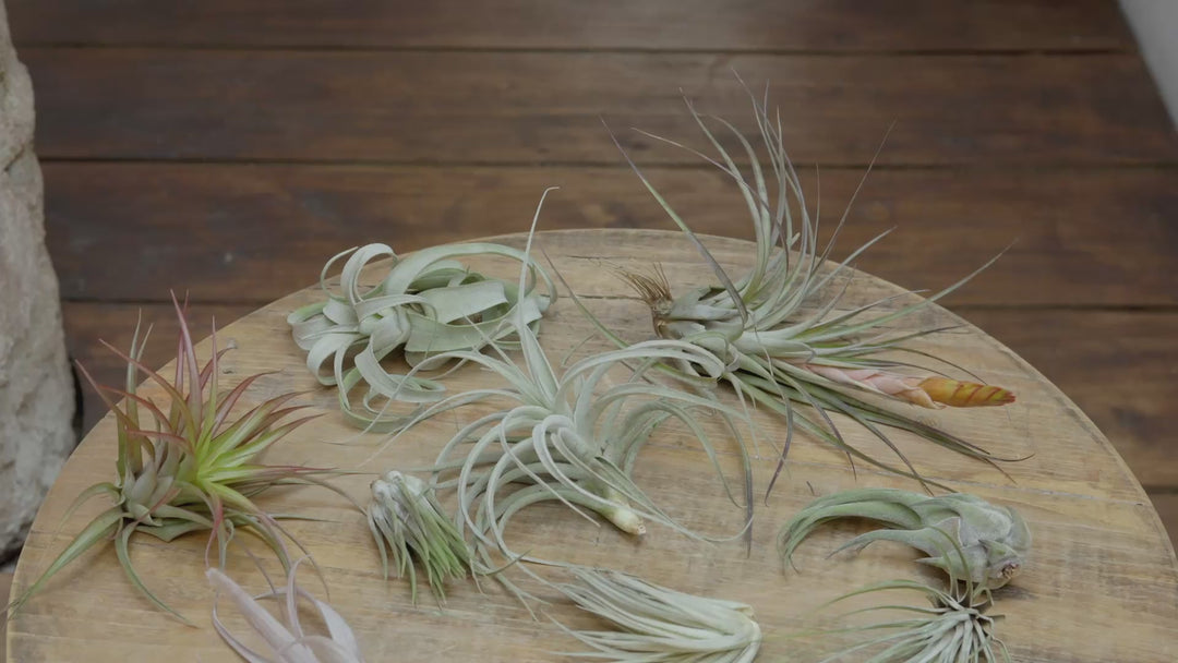 $2.50 Black Friday Deal: Premium Air Plants Variety Bundle $2.50 Each [10, 20 or 30 Pack]