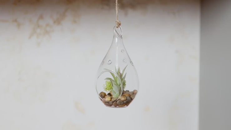 Teardrop Shaped Glass Terrarium, Tillandsia Air Plants & River Stones – Air  Plant Shop