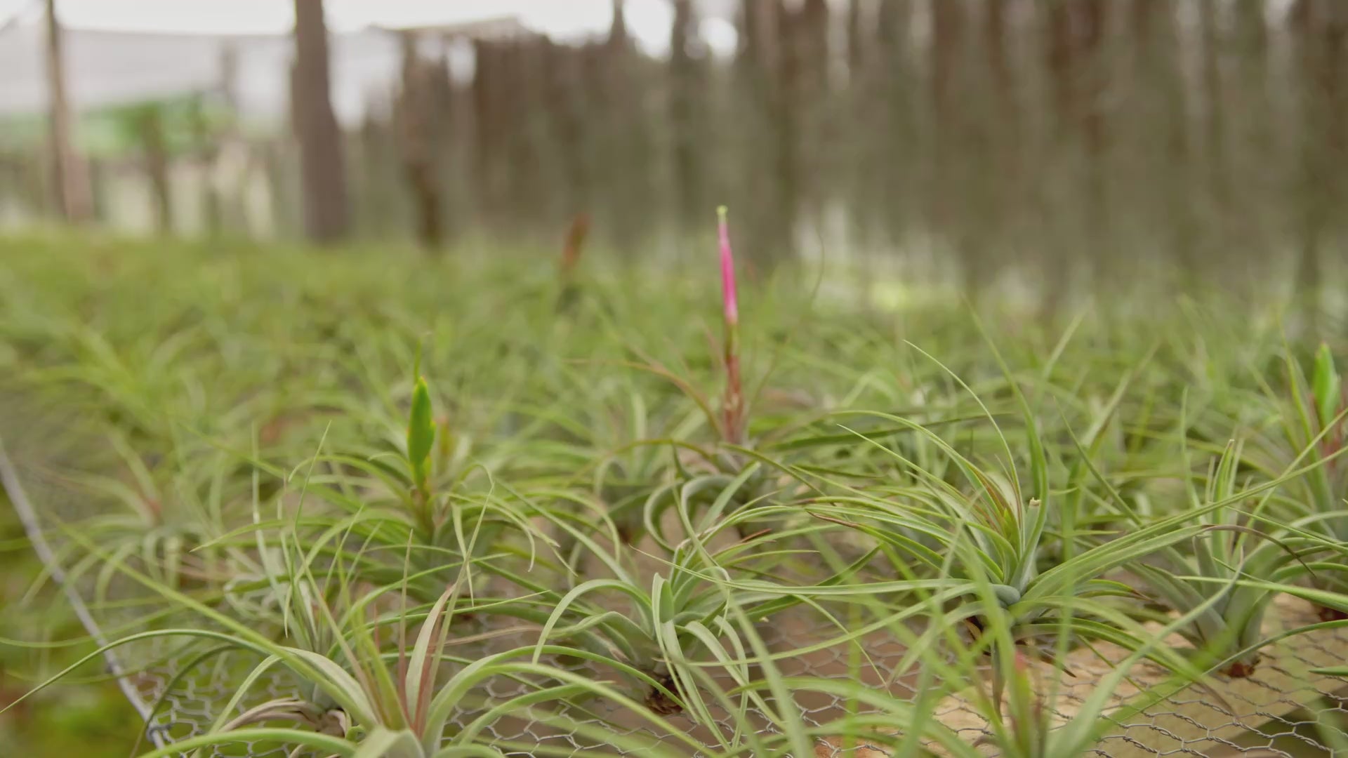 Tillandsia Concolor Air Plants – Air Plant Shop