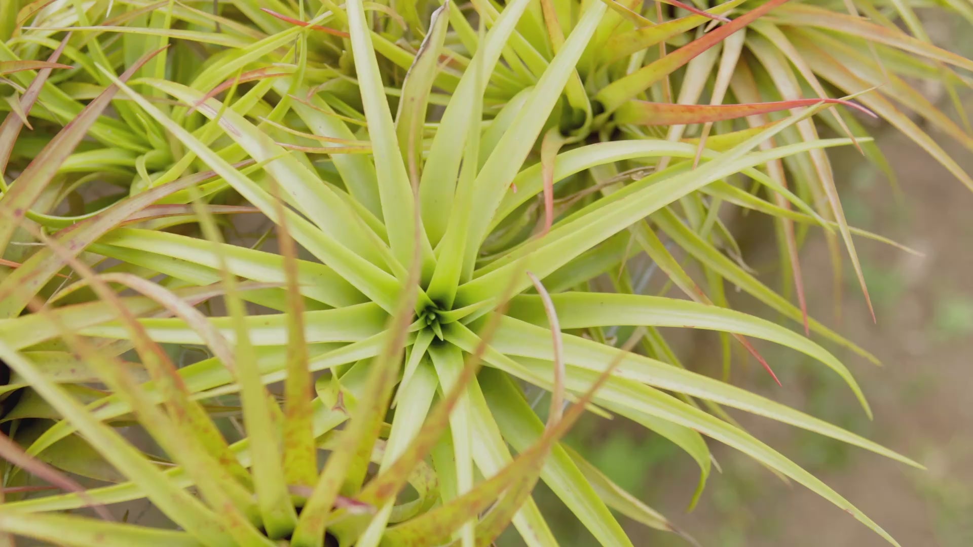 Large Tillandsia Abdita Brachycaulos Air Plants – Air Plant Shop