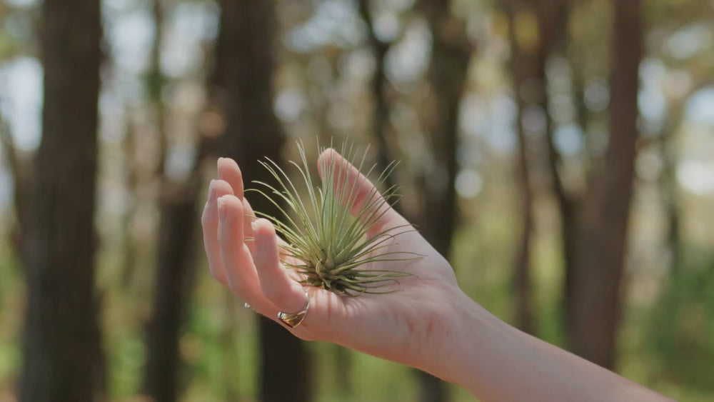 Tillandsia Argentea Air Plant Video Loop