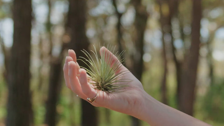 Tillandsia Argentea Air Plant Video Loop
